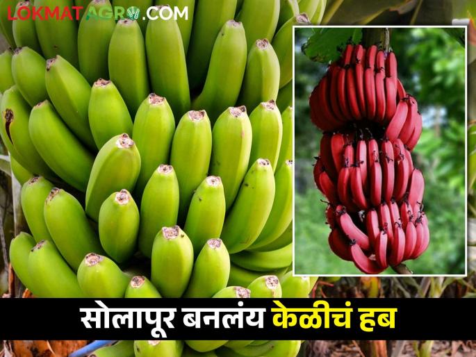 Export of 16 thousand containers; Solapuri banana pattern with a turnover of 2200 crores | १६ हजार कंटेनरची निर्यात; २२०० कोटीची उलाढाल करणारा 'सोलापूरी केळी पॅटर्न' Export of 16 thousand containers; Solapuri banana pattern with a turnover of 2200 crores | १६ हजार कंटेनरची निर्यात; २२०० कोटीची उलाढाल करणारा 'सोलापूरी केळी पॅटर्न'