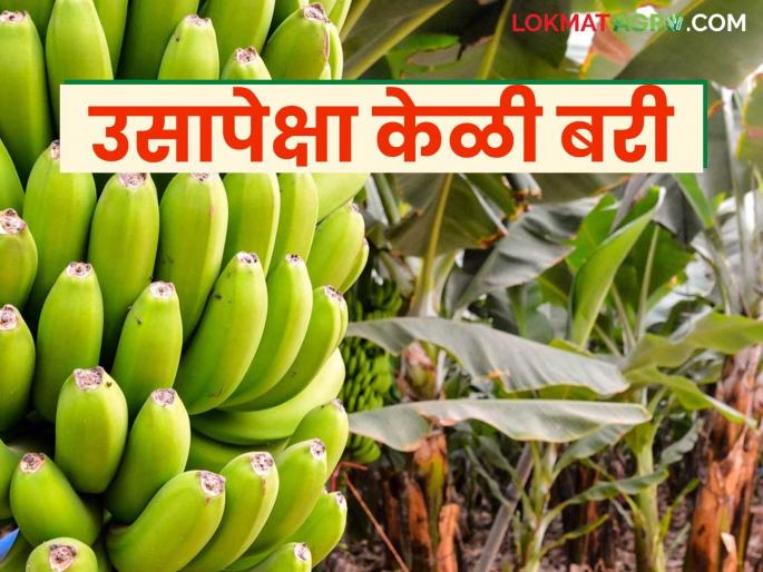 Solapur farmers say bananas are better than sugarcane; this year the income has been huge | सोलापूरचे शेतकरी म्हणता आहेत उसापेक्षा केळी बरी; यंदा कमाई झाली भारी Solapur farmers say bananas are better than sugarcane; this year the income has been huge | सोलापूरचे शेतकरी म्हणता आहेत उसापेक्षा केळी बरी; यंदा कमाई झाली भारी