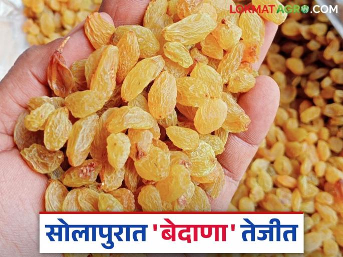 As many as two crore worth of grape raisins were sold in Solapur market committee in one day; How are you getting the rate? | सोलापूर बाजार समितीत एका दिवसात तब्बल सव्वादोन कोटींचा बेदाणा विकला; कसा मिळतोय दर? As many as two crore worth of grape raisins were sold in Solapur market committee in one day; How are you getting the rate? | सोलापूर बाजार समितीत एका दिवसात तब्बल सव्वादोन कोटींचा बेदाणा विकला; कसा मिळतोय दर?