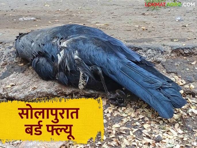 Bhopal lab report comes.. Crows in Solapur died due to bird flu; Read in detail | भोपाळच्या प्रयोगशाळेचे रिपोर्ट आले.. सोलापुरातील कावळ्यांचा मृत्यू बर्ड फ्ल्यूमुळेच; वाचा सविस्तर Bhopal lab report comes.. Crows in Solapur died due to bird flu; Read in detail | भोपाळच्या प्रयोगशाळेचे रिपोर्ट आले.. सोलापुरातील कावळ्यांचा मृत्यू बर्ड फ्ल्यूमुळेच; वाचा सविस्तर
