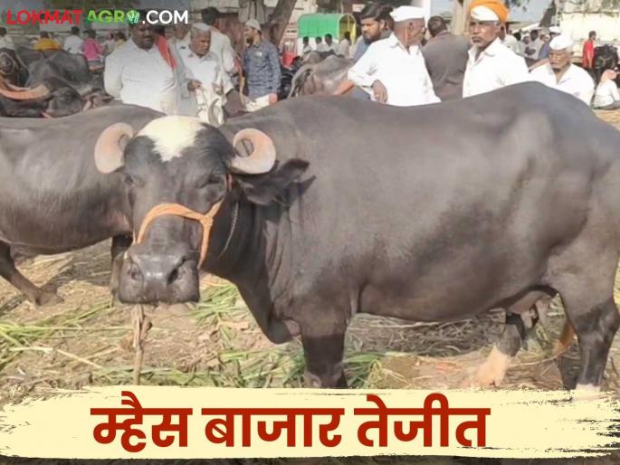 Buffalo Market : The market for Jafrabadi and Murrah buffaloes increased in Solapur market; turnover of three crores | Buffalo Market : सोलापूर बाजारात जाफराबादी, मुऱ्हा म्हशींचे मार्केट वाढले; तीन कोटींची उलाढाल