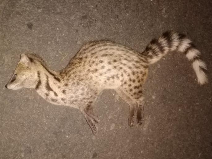 Accidental death of Udmanjar while searching for water | पाण्याच्या शोधात जाताना उदमांजराचा अपघाती मृत्यू Accidental death of Udmanjar while searching for water | पाण्याच्या शोधात जाताना उदमांजराचा अपघाती मृत्यू