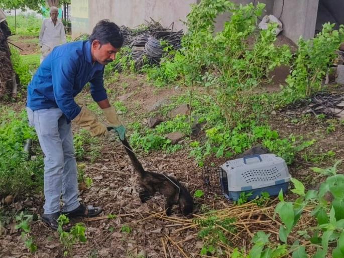 cat found in Mardi | मार्डीत आढळले अत्यावस्थेतील उदमांजर cat found in Mardi | मार्डीत आढळले अत्यावस्थेतील उदमांजर