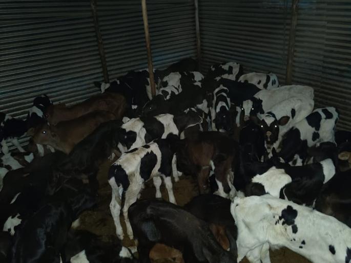 life saving of 205 animals going for slaughter in solapur | कत्तलीसाठी जाणाऱ्या २०५ जनावरांना जीवदान life saving of 205 animals going for slaughter in solapur | कत्तलीसाठी जाणाऱ्या २०५ जनावरांना जीवदान