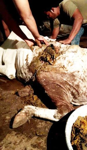 Aub! 100 kg of garbage left for cows | अबब ! गायीच्या पोटात निघाला १०० किलो कचरा Aub! 100 kg of garbage left for cows | अबब ! गायीच्या पोटात निघाला १०० किलो कचरा