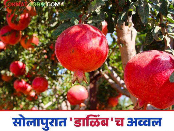Solapur Dalimb : The number of orchards in Solapur district has reached one lakh hectares | Solapur Dalimb : सोलापूर जिल्ह्यात फळबागांचा आकडा पोहोचला एक लाख हेक्टरपर्यंत Solapur Dalimb : The number of orchards in Solapur district has reached one lakh hectares | Solapur Dalimb : सोलापूर जिल्ह्यात फळबागांचा आकडा पोहोचला एक लाख हेक्टरपर्यंत