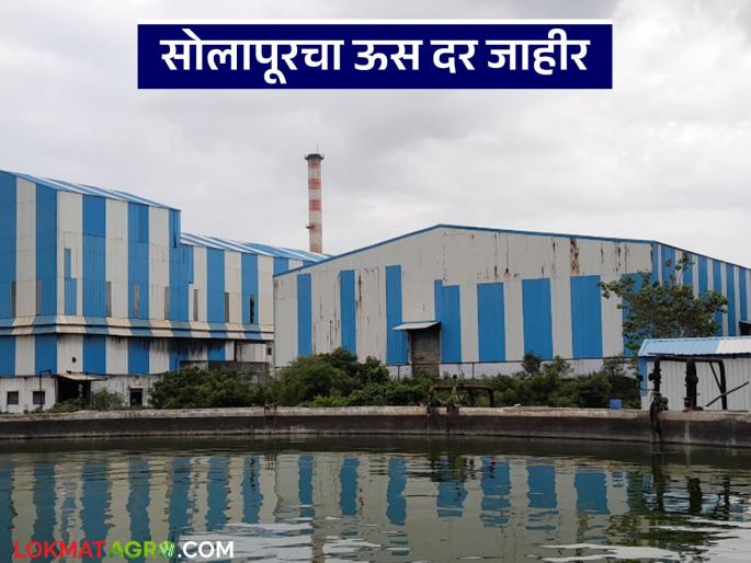 Sugarcane price announced for 16 sugar factories in Solapur district? Who gave what price? Read in detail | सोलापूर जिल्ह्यातील १६ साखर कारखान्यांचा ऊस दर जाहीर? कुणी दिला किती दर? वाचा सविस्तर Sugarcane price announced for 16 sugar factories in Solapur district? Who gave what price? Read in detail | सोलापूर जिल्ह्यातील १६ साखर कारखान्यांचा ऊस दर जाहीर? कुणी दिला किती दर? वाचा सविस्तर