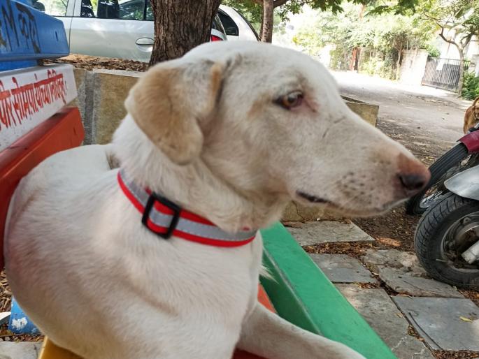 If a dog crosses the road it will be known from a distance | कुत्रा रस्त्यावर आडवा आल्यास कळेल दुरुनच; भटक्या टॉमीच्या गळ्यातही रिफ्लेक्टर बेल्ट If a dog crosses the road it will be known from a distance | कुत्रा रस्त्यावर आडवा आल्यास कळेल दुरुनच; भटक्या टॉमीच्या गळ्यातही रिफ्लेक्टर बेल्ट