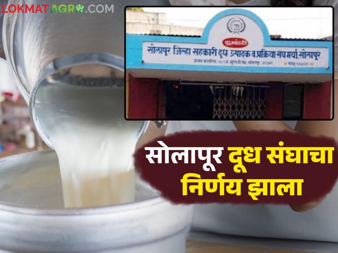 The board of directors of the Solapur Milk Association, which was in a debt trap, finally took a decision; Read in detail | कर्जाच्या खाईत सापडलेल्या सोलापूर दूध संघाच्या संचालक मंडळाचा अखेर निर्णय लागला; वाचा सविस्तर The board of directors of the Solapur Milk Association, which was in a debt trap, finally took a decision; Read in detail | कर्जाच्या खाईत सापडलेल्या सोलापूर दूध संघाच्या संचालक मंडळाचा अखेर निर्णय लागला; वाचा सविस्तर