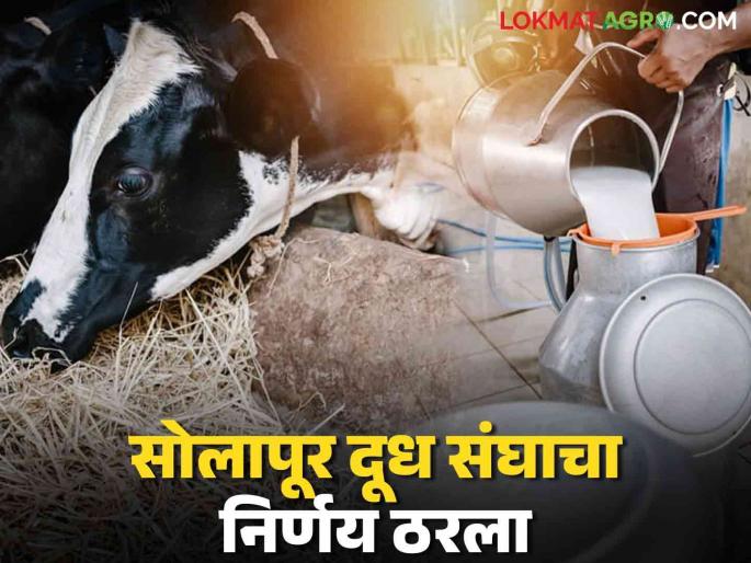 Solapur Dudh Sangh : Finally decided, Solapur District Milk Sangh will be affiliated to NDDB | Solapur Dudh Sangh : अखेर ठरलं, सोलापूर जिल्हा दूध संघ एनडीडीबीकडे वर्ग होणार