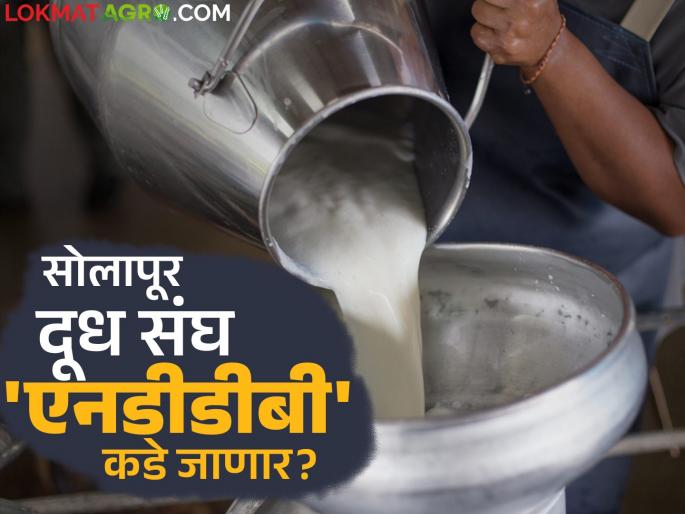 Solapur Dudh Sangh: Resolution passed to transfer Solapur District Milk Sangh to 'NDDB' | Solapur Dudh Sangh : सोलापूर जिल्हा दूध संघ 'एनडीडीबी' कडे हस्तांतराचा ठराव झाला