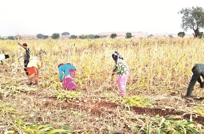 sorghum harvesting speeded up in dry heat wages increased 600 rupees per day to workers | रखरखत्या उन्हात ज्वारी काढणीला वेग, मजुरी वाढली... गड्याला दिवसा ६०० रुपये sorghum harvesting speeded up in dry heat wages increased 600 rupees per day to workers | रखरखत्या उन्हात ज्वारी काढणीला वेग, मजुरी वाढली... गड्याला दिवसा ६०० रुपये
