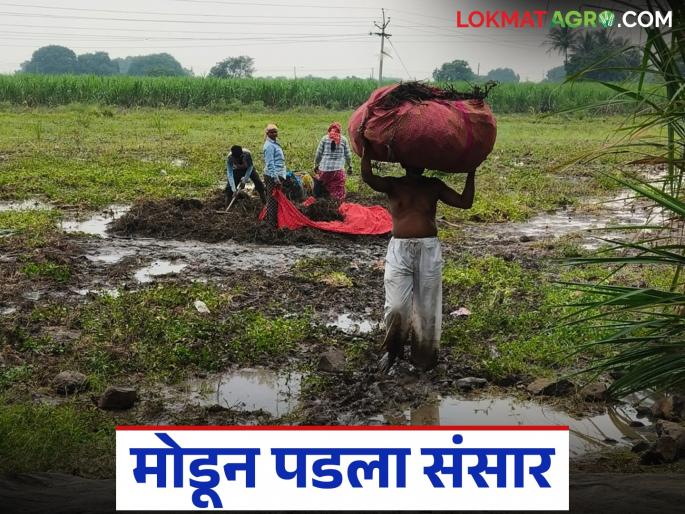 Even though the world has fallen apart, the backbone remains strong; Today, the one who makes agriculture flourish is in the water | मोडून पडला संसार तरी कणा मात्र कणखर आहे; शेतीला फुलवणारा आज मात्र पाण्यात आहे Even though the world has fallen apart, the backbone remains strong; Today, the one who makes agriculture flourish is in the water | मोडून पडला संसार तरी कणा मात्र कणखर आहे; शेतीला फुलवणारा आज मात्र पाण्यात आहे