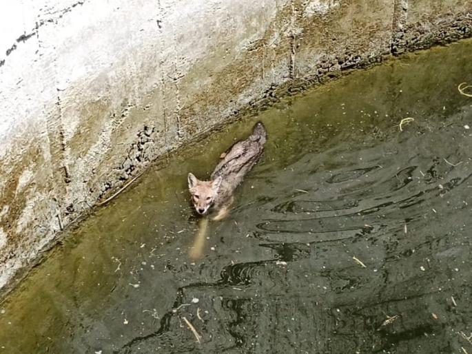 life to a fox that fell into a well out of the water after two hours | विहिरीत पडलेल्या कोल्ह्याला जिवदान; तब्बल दोन तासानंतर पाण्यातून काढले बाहेर! life to a fox that fell into a well out of the water after two hours | विहिरीत पडलेल्या कोल्ह्याला जिवदान; तब्बल दोन तासानंतर पाण्यातून काढले बाहेर!