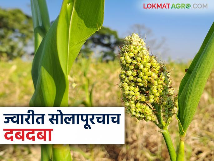 Solpaur Jowar : Solapur district dominates in jowar crop in the state this year too | Solpaur Jowar : राज्यात यंदाही ज्वारी पिकात सोलापूर जिल्ह्याचा दबदबा Solpaur Jowar : Solapur district dominates in jowar crop in the state this year too | Solpaur Jowar : राज्यात यंदाही ज्वारी पिकात सोलापूर जिल्ह्याचा दबदबा