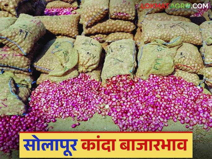 How is the price of onions, which were fetching Rs 3,000 last week in the Solapur market, getting now? | सोलापूर बाजारात मागील आठवड्यात ३ हजार रुपये भाव मिळणाऱ्या कांद्याला आता कसा मिळतोय दर? How is the price of onions, which were fetching Rs 3,000 last week in the Solapur market, getting now? | सोलापूर बाजारात मागील आठवड्यात ३ हजार रुपये भाव मिळणाऱ्या कांद्याला आता कसा मिळतोय दर?