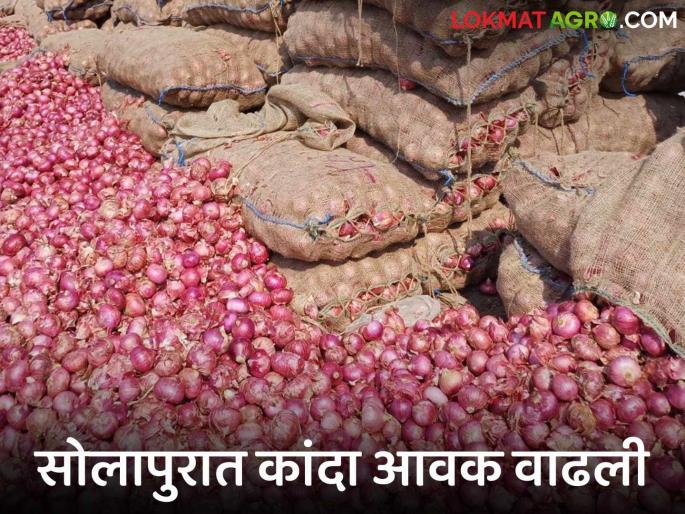 Solapur Kanda Market : 300 truckloads enter of onions in Solapur market committee last week; How did you get the average rate? | Solapur Kanda Market : सोलापूर बाजार समितीत मागील आठवड्यात ३०० ट्रक कांद्याची आवक; कसा मिळाला सरासरी दर? Solapur Kanda Market : 300 truckloads enter of onions in Solapur market committee last week; How did you get the average rate? | Solapur Kanda Market : सोलापूर बाजार समितीत मागील आठवड्यात ३०० ट्रक कांद्याची आवक; कसा मिळाला सरासरी दर?