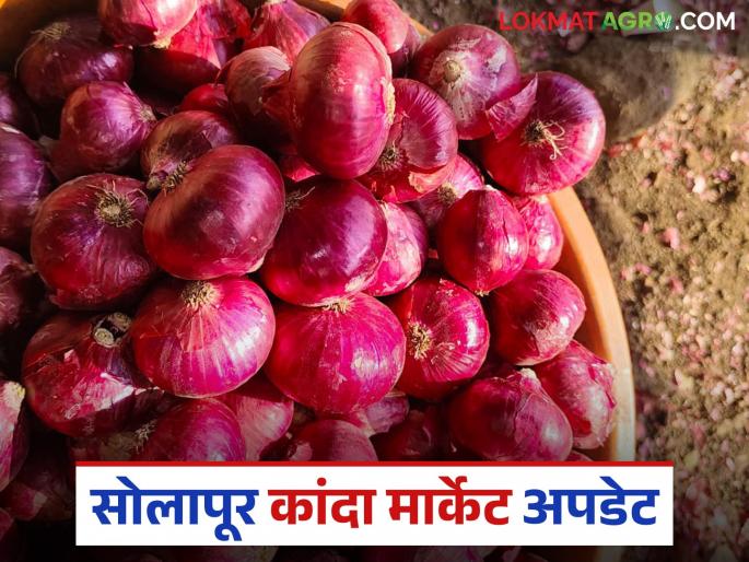 Kanda Market: Onion arrivals in Solapur Market Committee have slowed down; What is the improvement in prices? | Kanda Market : सोलापूर बाजार समितीत कांदा आवक मंदावली; दरात काय सुधारणा?
