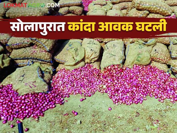 Kanda Bajar Bhav : Sudden increase in onion price in last two days in Solapur market committee how much getting market price | Kanda Bajar Bhav : सोलापूर बाजार समितीत मागील दोन दिवसांत कांद्याच्या दरात अचानक वाढ कसा मिळतोय दर