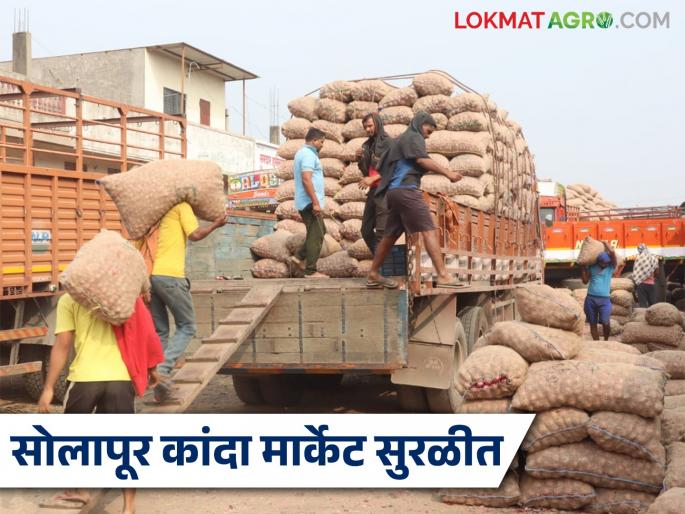 Solapur onion market reopens smoothly after three days, 472 trucks of onions arrive; How are prices being obtained? | Solapur Onion Market : तीन दिवसांनी सोलापूर कांदा मार्केट सुरळीत सुरु, ४७२ ट्रक कांद्याची आवक; कसा मिळतोय दर
