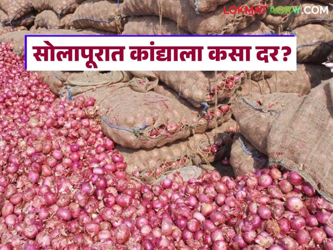 Kanda Bazaar Bhav: 191 trucks of onions arrive at Solapur Market Committee; Read how the price is being obtained? | Kanda Bajar Bhav : सोलापूर बाजार समितीत १९१ ट्रक कांद्याची आवक; वाचा कसा मिळतोय दर? Kanda Bazaar Bhav: 191 trucks of onions arrive at Solapur Market Committee; Read how the price is being obtained? | Kanda Bajar Bhav : सोलापूर बाजार समितीत १९१ ट्रक कांद्याची आवक; वाचा कसा मिळतोय दर?