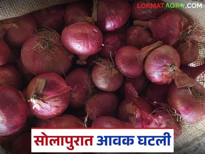 Solapur Kanda Market : 175 trucks of onions arrive in Solapur; How are summer onions getting the right price? | Solapur Kanda Market : सोलापुरात १७५ ट्रक कांद्याची आवक; उन्हाळी कांद्याला कसा मिळतोय दर? Solapur Kanda Market : 175 trucks of onions arrive in Solapur; How are summer onions getting the right price? | Solapur Kanda Market : सोलापुरात १७५ ट्रक कांद्याची आवक; उन्हाळी कांद्याला कसा मिळतोय दर?