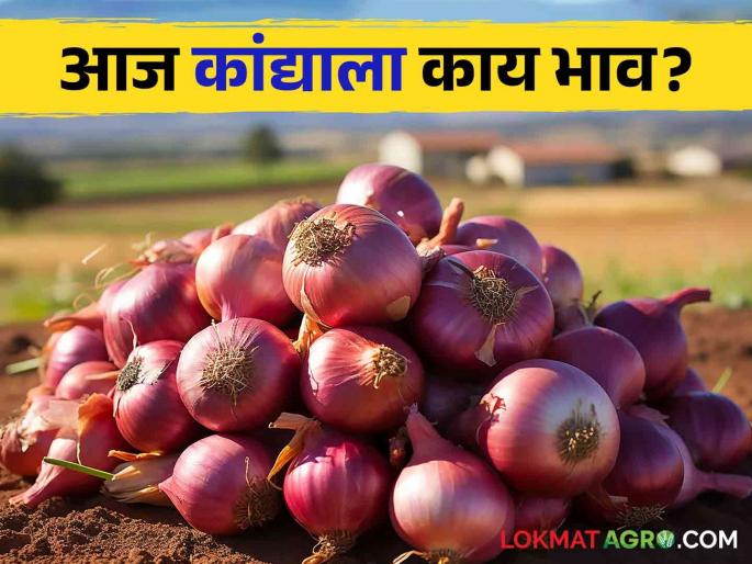 Kanda Bajarbhav red onion increased in Solapur see todays Kanda Market in nashik | Kanda Bajarbhav : सोलापुरात लाल कांद्याची आवक वाढली, आज काय बाजारभाव मिळाला?