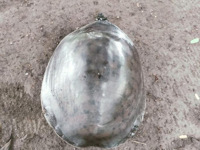 Solapur: Tortoise washed out with flowing water, saved by alert wildlife lovers: Released again in lake | Solapur: वाहत्या पाण्यासोबत बाहेर पडले कासव, सतर्क वन्यजीवप्रेमींनी वाचविले प्राण Solapur: Tortoise washed out with flowing water, saved by alert wildlife lovers: Released again in lake | Solapur: वाहत्या पाण्यासोबत बाहेर पडले कासव, सतर्क वन्यजीवप्रेमींनी वाचविले प्राण