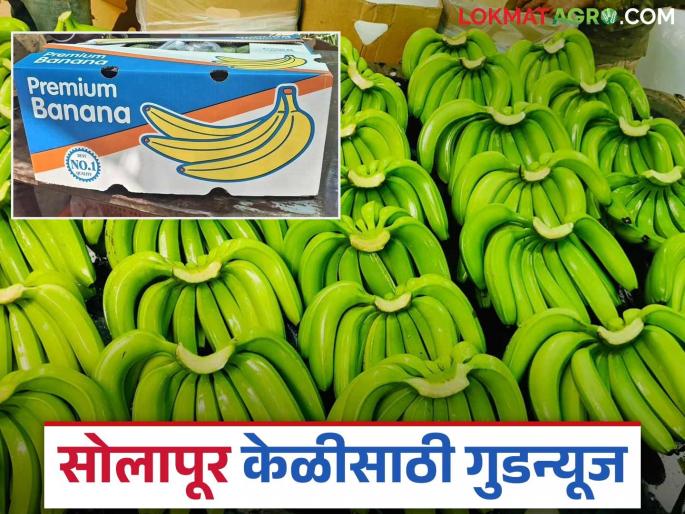 This is a big decision of the central government for banana farmers in Solapur district; Read in detail | सोलापूर जिल्ह्यातील केळी उत्पादक शेतकऱ्यांसाठी केंद्र सरकारचा हा मोठा निर्णय; वाचा सविस्तर This is a big decision of the central government for banana farmers in Solapur district; Read in detail | सोलापूर जिल्ह्यातील केळी उत्पादक शेतकऱ्यांसाठी केंद्र सरकारचा हा मोठा निर्णय; वाचा सविस्तर