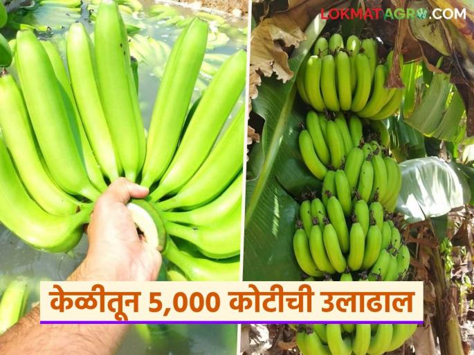 This district accounts for half of the country's banana exports; turnover of Rs 5,000 crore | देशातील केळी निर्यातीमध्ये 'या' जिल्ह्याचा निम्मा वाटा; तब्बल ५ हजार कोटीची उलाढाल