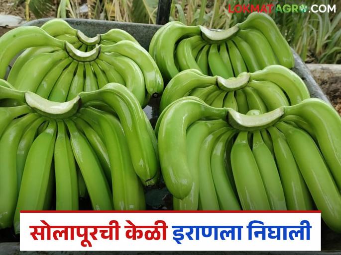 This female farmer producer company from Solapur district exported 21 tons of bananas to Iran | सोलापूर जिल्ह्यातील 'या' महिला शेतकरी उत्पादक कंपनीची २१ टन केळी इराणला निर्यात