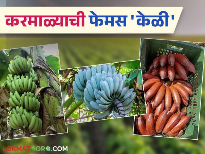 Karmala is becoming a banana hub; Solapur is famous all over the world for its red, blue and velachi bananas | करमाळा बनतोय केळीचं हब; लाल, निळ्या अन् वेलची केळीसाठी सोलापूर गाजतंय जगभर Karmala is becoming a banana hub; Solapur is famous all over the world for its red, blue and velachi bananas | करमाळा बनतोय केळीचं हब; लाल, निळ्या अन् वेलची केळीसाठी सोलापूर गाजतंय जगभर