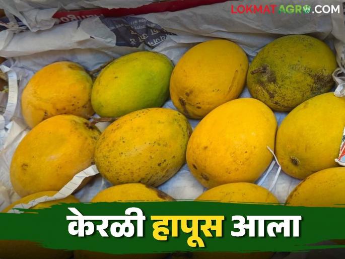 Hapus Mango Bajar Bhav : Arrival of Kerala Hapus in Solapur; How are you getting the price? | Hapus Mango Bajar Bhav : सोलापुरामध्ये केरळी हापूसचे आगमन; कसा मिळतोय दर Hapus Mango Bajar Bhav : Arrival of Kerala Hapus in Solapur; How are you getting the price? | Hapus Mango Bajar Bhav : सोलापुरामध्ये केरळी हापूसचे आगमन; कसा मिळतोय दर