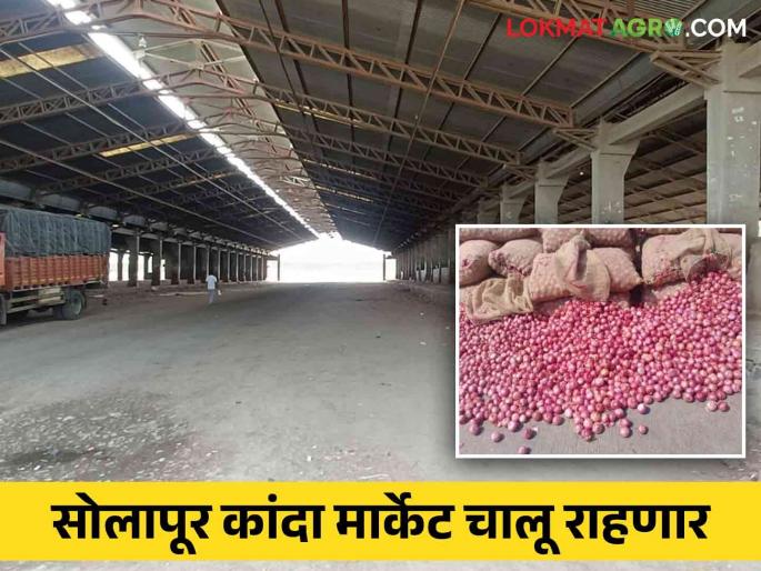 Solapur Kanda Market : Hamal-Tolar strike will be resolved today in Solapur market committee, onion auction continues | Solapur Kanda Market : सोलापूर बाजार समितीत हमाल-तोलार संपावर आज तोडगा निघणार Solapur Kanda Market : Hamal-Tolar strike will be resolved today in Solapur market committee, onion auction continues | Solapur Kanda Market : सोलापूर बाजार समितीत हमाल-तोलार संपावर आज तोडगा निघणार