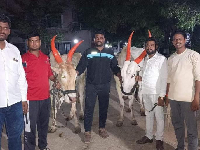 butchers fled as soon as the raid was over 12 animals were saved due to cow guards | छापा पडताच कत्तल करणारे पळाले; गोरक्षकांमुळे १२ जनावरांना मिळाले जिवदान butchers fled as soon as the raid was over 12 animals were saved due to cow guards | छापा पडताच कत्तल करणारे पळाले; गोरक्षकांमुळे १२ जनावरांना मिळाले जिवदान