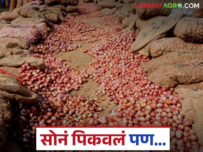 Solapur Kanda Bajar : It was expected that gold would grow from summer onions but market prices gave zero money in hand | Solapur Kanda Bajar : अपेक्षा होती उन्हाळी कांद्यातून सोनं पिकेल पण बाजारभावाने हाती दिला भोपळा Solapur Kanda Bajar : It was expected that gold would grow from summer onions but market prices gave zero money in hand | Solapur Kanda Bajar : अपेक्षा होती उन्हाळी कांद्यातून सोनं पिकेल पण बाजारभावाने हाती दिला भोपळा