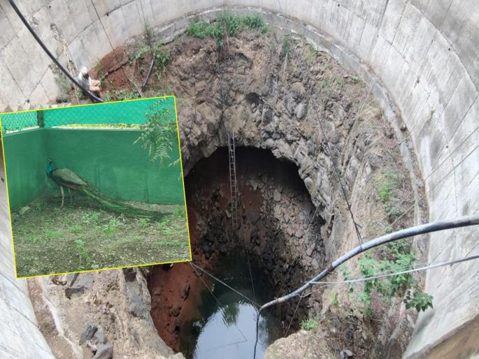 rescued a peacock from a 50 feet deep well Wildlife Lovers, Forest Department Performance!  | ५० फूट खोल विहिरीत पडलेल्या मोरास वाचवले; वन्यजीव प्रेमी, वनविभागाची कामगिरी!  rescued a peacock from a 50 feet deep well Wildlife Lovers, Forest Department Performance!  | ५० फूट खोल विहिरीत पडलेल्या मोरास वाचवले; वन्यजीव प्रेमी, वनविभागाची कामगिरी!