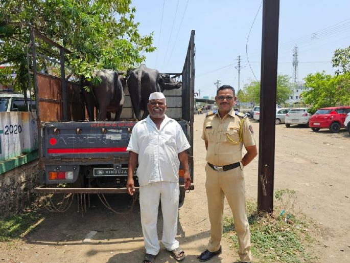 police arrested four people who brought stolen buffaloes for sale in the animal market | जनावर बाजारात चोरीच्या म्हशी विक्रीसाठी आणलेल्या चौघांना पोलिसांनी पकडले police arrested four people who brought stolen buffaloes for sale in the animal market | जनावर बाजारात चोरीच्या म्हशी विक्रीसाठी आणलेल्या चौघांना पोलिसांनी पकडले