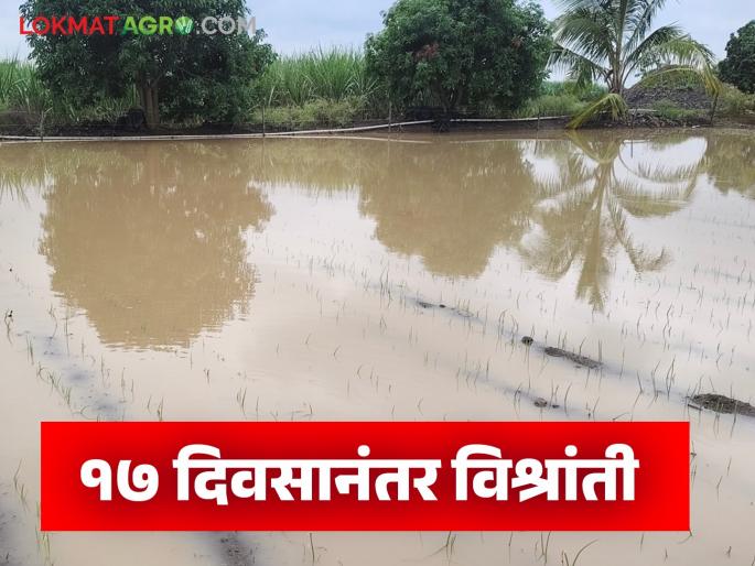 The continuous rains in Solapur for the past 17 days have taken a break; How will the rain continue? | सोलापुरात गेली १७ दिवसांपासून सलग पडणाऱ्या पावसाने घेतली विश्रांती; पुढे कसा राहील पाऊस?