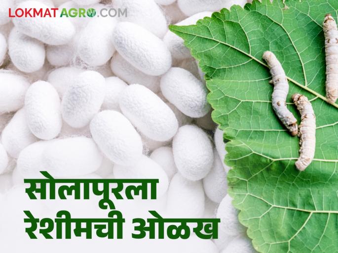 Reshim Sheti : Solapur district increases area under silk farming which gives income in lakhs | Reshim Sheti : लाखात उत्पन्न देणाऱ्या रेशीम शेतीचा सोलापूर जिल्ह्याला लागतोय लळा Reshim Sheti : Solapur district increases area under silk farming which gives income in lakhs | Reshim Sheti : लाखात उत्पन्न देणाऱ्या रेशीम शेतीचा सोलापूर जिल्ह्याला लागतोय लळा
