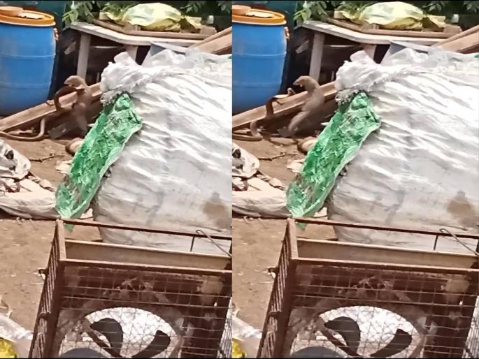 snake and mongoose battle broke out near the memorial park | स्मृती उद्यानाजवळ लागली लढाई; एक नाग दोन मुंगसावर पडला भारी snake and mongoose battle broke out near the memorial park | स्मृती उद्यानाजवळ लागली लढाई; एक नाग दोन मुंगसावर पडला भारी