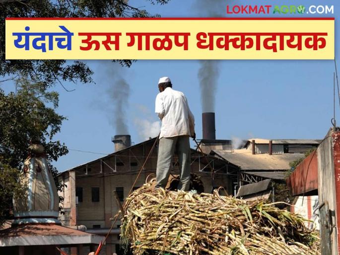 Us Galap : There has been a big decline in sugarcane crushing in these districts this year compared to the last three years | Us Galap : मागील तीन वर्षाच्या तुलनेत यंदा या जिल्ह्यांत ऊस गाळपात मोठी घट Us Galap : There has been a big decline in sugarcane crushing in these districts this year compared to the last three years | Us Galap : मागील तीन वर्षाच्या तुलनेत यंदा या जिल्ह्यांत ऊस गाळपात मोठी घट