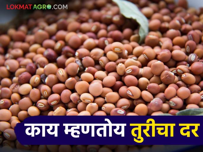 Tur Bajar Bhav : How will the price of tur pigeon pea which was priced at Rs 10,000 per quintal last month, continue to be? | Tur Bajar Bhav : मागील महिन्यात १० हजारांचा भाव खात असलेल्या तुरीला पुढे कसा राहील दर? Tur Bajar Bhav : How will the price of tur pigeon pea which was priced at Rs 10,000 per quintal last month, continue to be? | Tur Bajar Bhav : मागील महिन्यात १० हजारांचा भाव खात असलेल्या तुरीला पुढे कसा राहील दर?