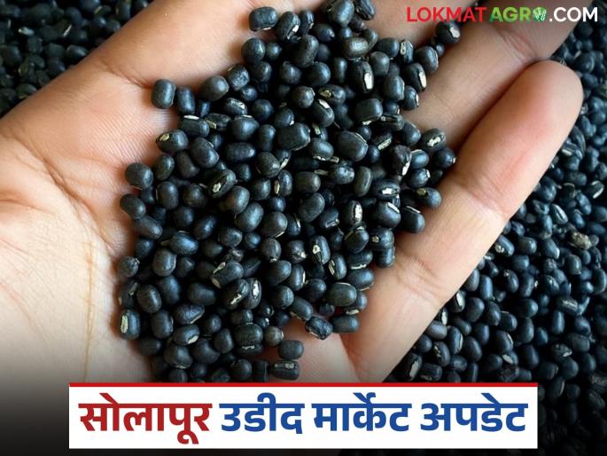 Arrivals of urad and mung beans increased in Solapur Agricultural Produce Market Committee but no purchases were made | सोलापूर कृषी उत्पन्न बाजार समितीत उडीद, मुगाची आवक वाढली पण खरेदी होईना