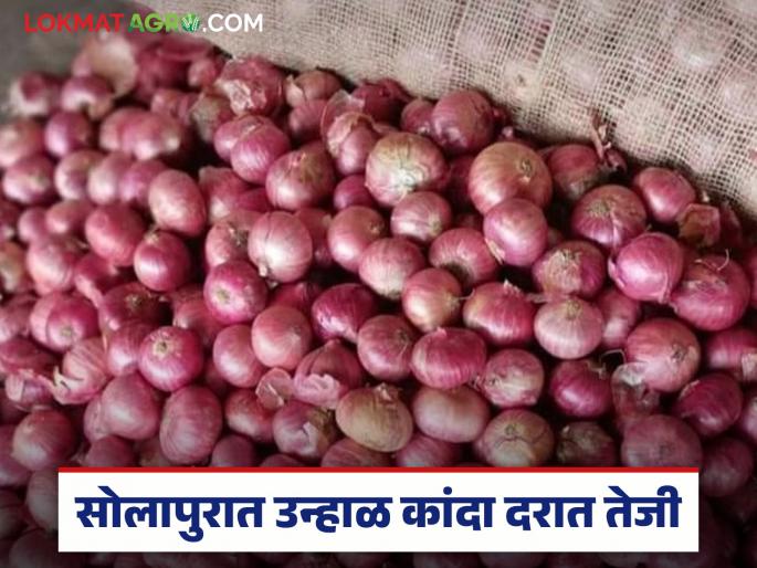 Summer onion prices rise in Solapur Market Committee; Read how the price is being obtained? | सोलापूर बाजार समितीमध्ये उन्हाळी कांद्याच्या दरात तेजी; वाचा कसा मिळतोय दर?