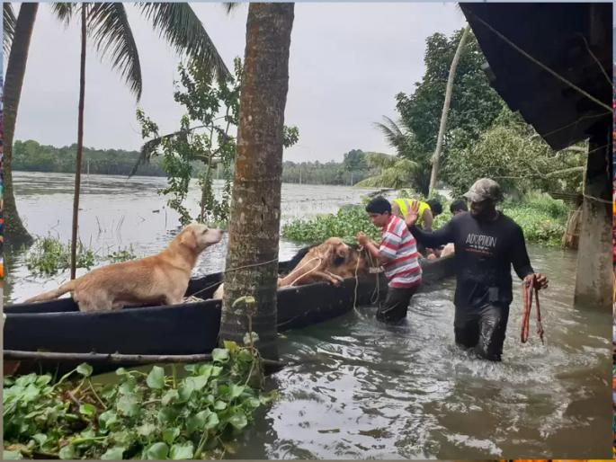 Father and son rescue 150 animals from flood safely | जीवाची बाजी लावली; महापुरातून १५० जनावरांना बाप-लेकाने काढले सुखरूप! Father and son rescue 150 animals from flood safely | जीवाची बाजी लावली; महापुरातून १५० जनावरांना बाप-लेकाने काढले सुखरूप!