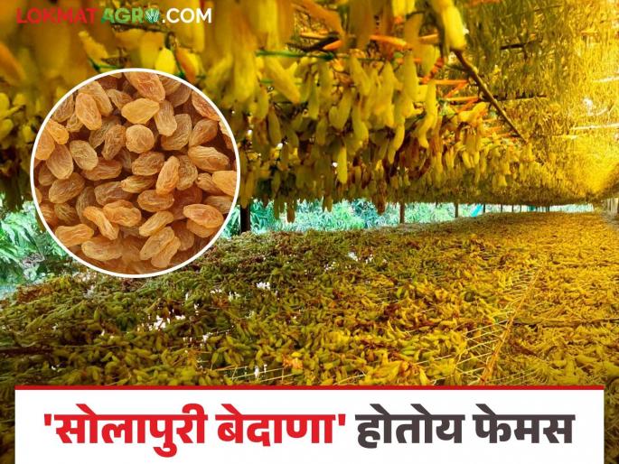 Solapur Bedana : Grapes and raisins from Solapur district are known abroad too; read in detail | Solapur Bedana : सोलापूर जिल्ह्यातील द्राक्ष आणि बेदाण्याची परदेशातही ओळख; वाचा सविस्तर Solapur Bedana : Grapes and raisins from Solapur district are known abroad too; read in detail | Solapur Bedana : सोलापूर जिल्ह्यातील द्राक्ष आणि बेदाण्याची परदेशातही ओळख; वाचा सविस्तर