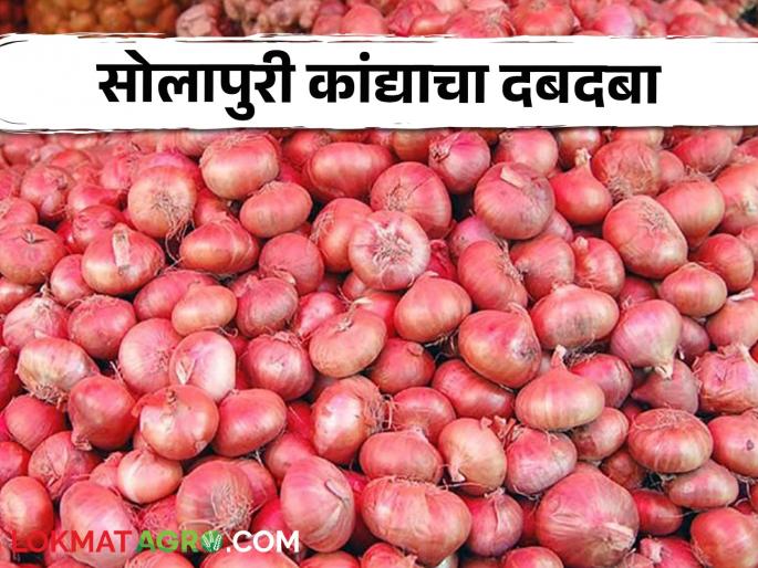 This district is the leader in onion cultivation in the Kharif season. It will also dominate the market | खरीप हंगामात कांदा लागवडीत हा जिल्हा राज्यात अग्रेसर.. बाजारातही राहणार दबदबा This district is the leader in onion cultivation in the Kharif season. It will also dominate the market | खरीप हंगामात कांदा लागवडीत हा जिल्हा राज्यात अग्रेसर.. बाजारातही राहणार दबदबा