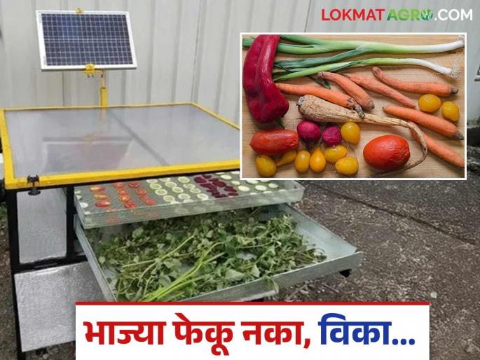 Latest News vegetable Processing Make money by drying vegetables with solar dehydrator machine | Solar Dehydrator : आता भाज्या फेकून देऊ नका, 'हे' मशीन घ्या अन् चांगला नफा कमवा, वाचा सविस्तर  Latest News vegetable Processing Make money by drying vegetables with solar dehydrator machine | Solar Dehydrator : आता भाज्या फेकून देऊ नका, 'हे' मशीन घ्या अन् चांगला नफा कमवा, वाचा सविस्तर