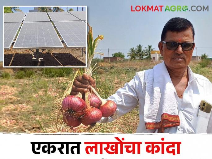 Get good Onion yield by timely irrigation with help of solar powered agricultural pump | विजेच्या बेभरवश्याला दिली आधुनिकतेची जोड; भाऊसाहेबांच्या कांदा उत्पादनाला नाही तोड Get good Onion yield by timely irrigation with help of solar powered agricultural pump | विजेच्या बेभरवश्याला दिली आधुनिकतेची जोड; भाऊसाहेबांच्या कांदा उत्पादनाला नाही तोड